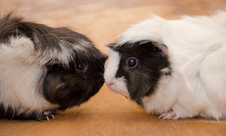 2 Abyssinian Guinea Pigs