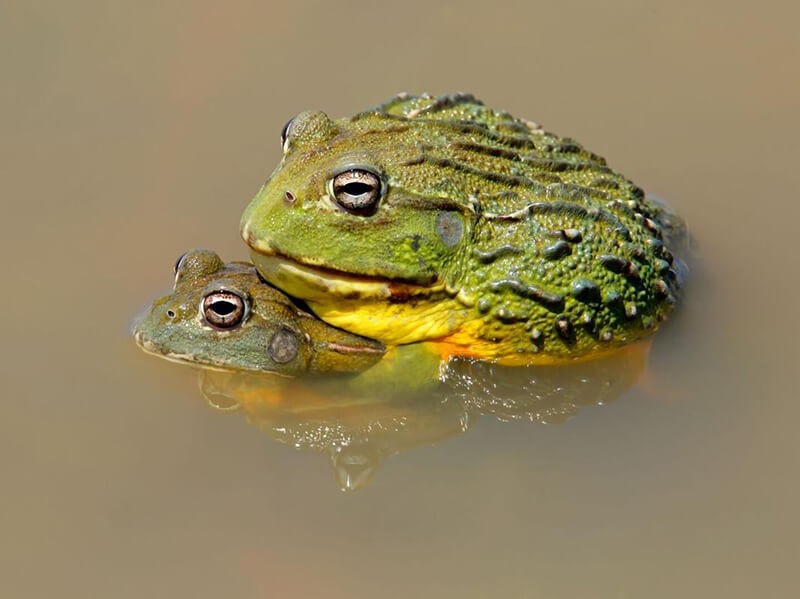 2 African Bullfrog under water