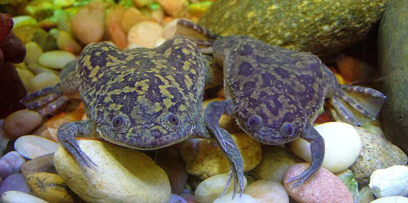 2 African Clawed Frogs