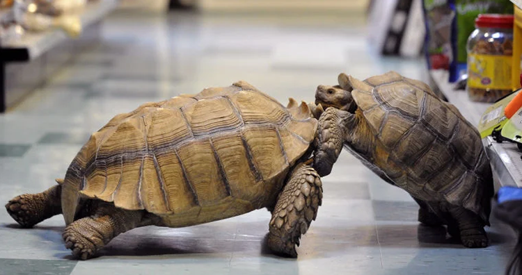2 African Spurred Tortoises