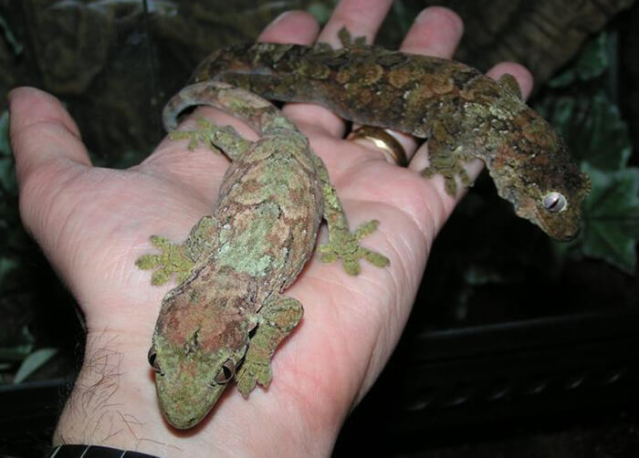 2 Chahoua Geckos