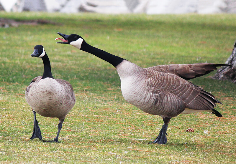 2 Canada Geese