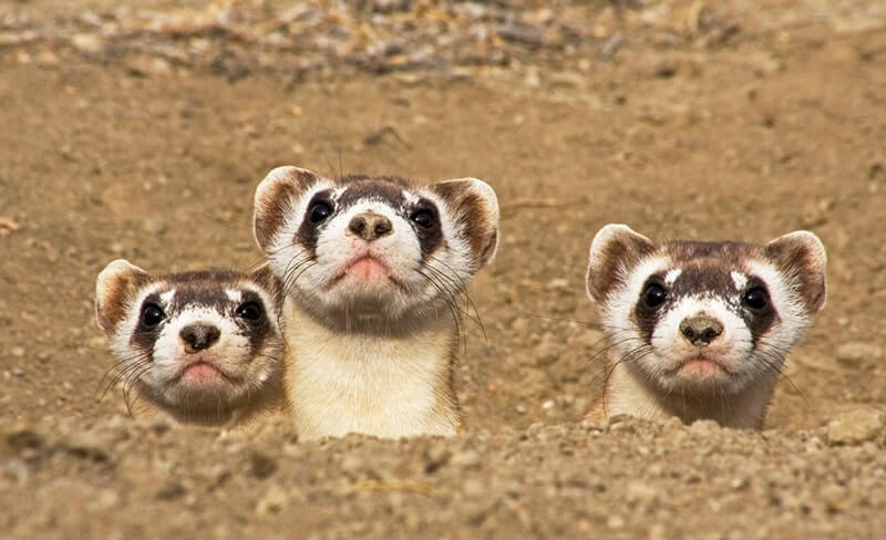 3 cute cool Black-footed Ferrets