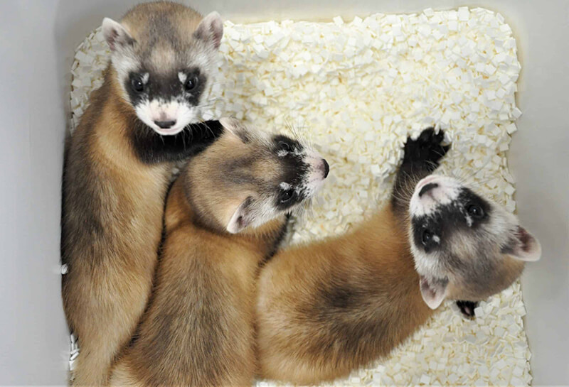 3 baby Black-footed Ferrets