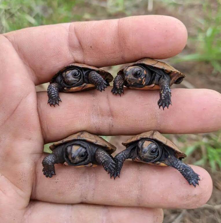 4 cute baby Bog Turtles
