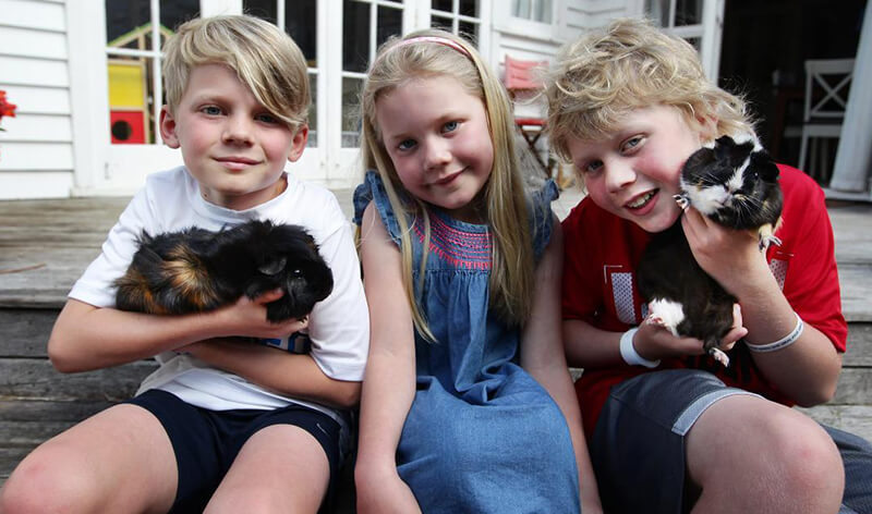 Abyssinian Guinea Pig with kid owners