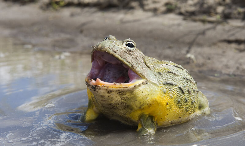 cute African Bullfrog funny