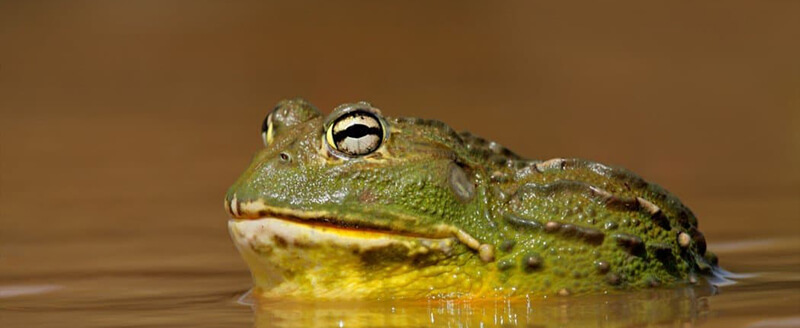 African Bullfrog water