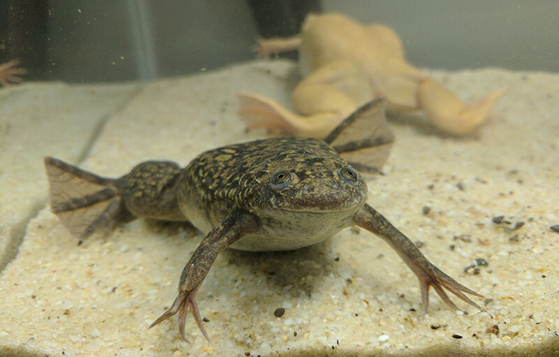 African Clawed Frog pet