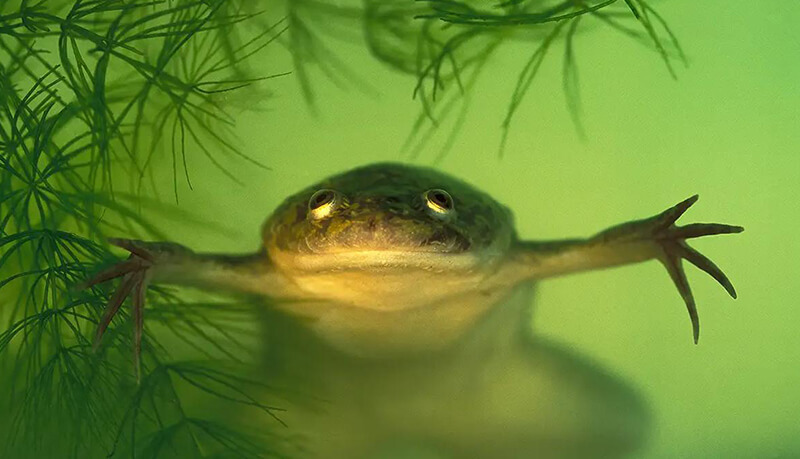 African Clawed Frog under water