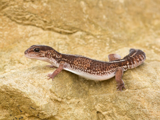 African Fat-Tailed Gecko in wild