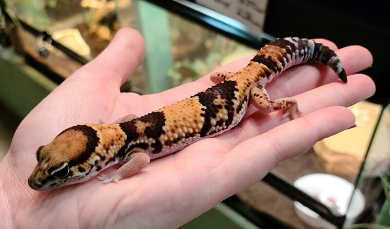 African Fat-Tailed Gecko on hand