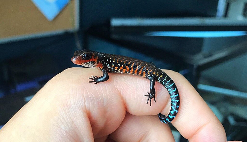 African Fire Skink pet