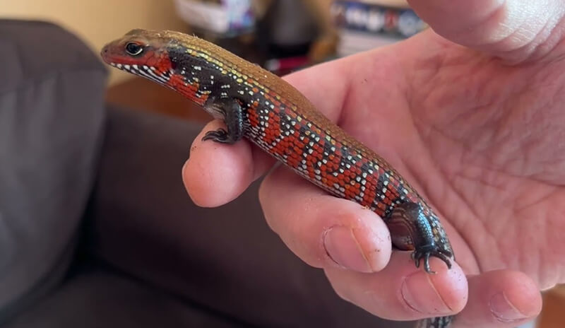 pet African Fire Skink
