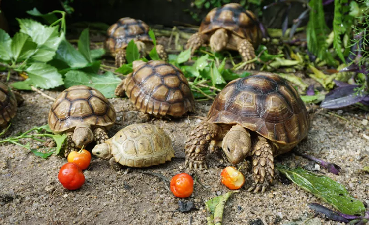 African Spurred Tortoise eating
