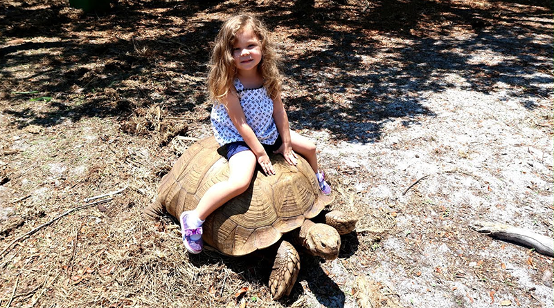 African Spurred Tortoise with kid