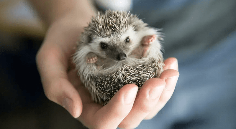African Hedgehog in hand