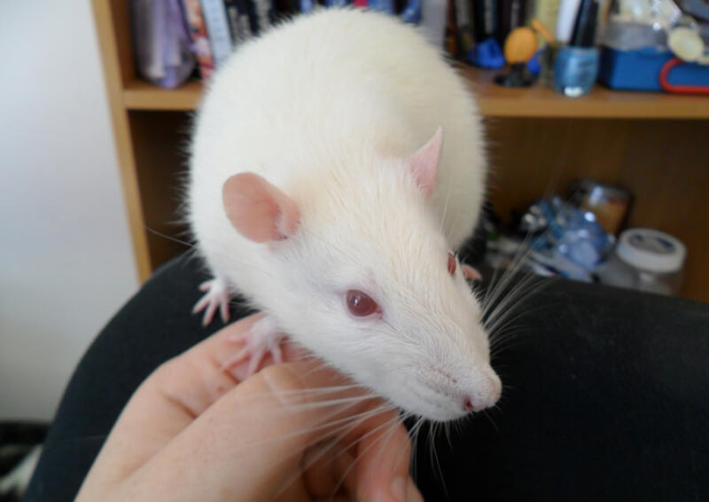 Albino Rat with owner