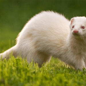 Albino Ferret in grassland