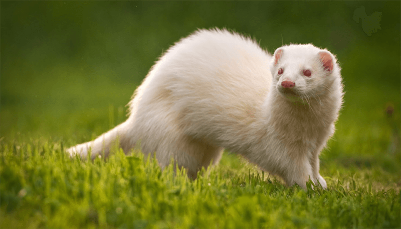 Albino Ferret in grassland