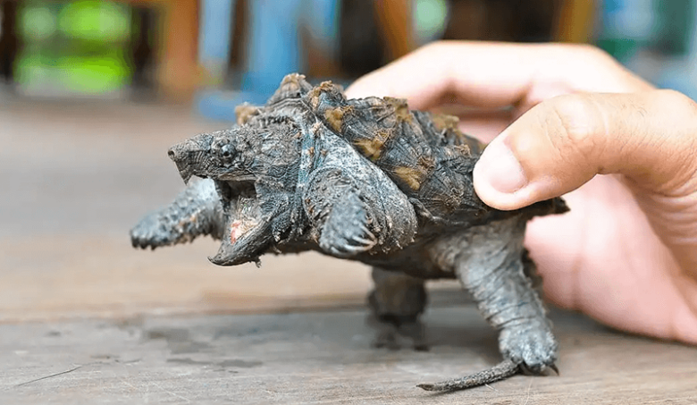 All About Alligator Snapping Turtles | Petiki