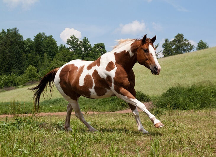 American Paint Horse running