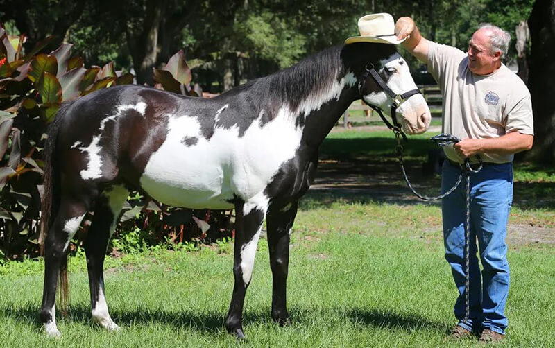 American Paint Horse with owner