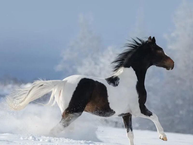 American Paint Horse winter