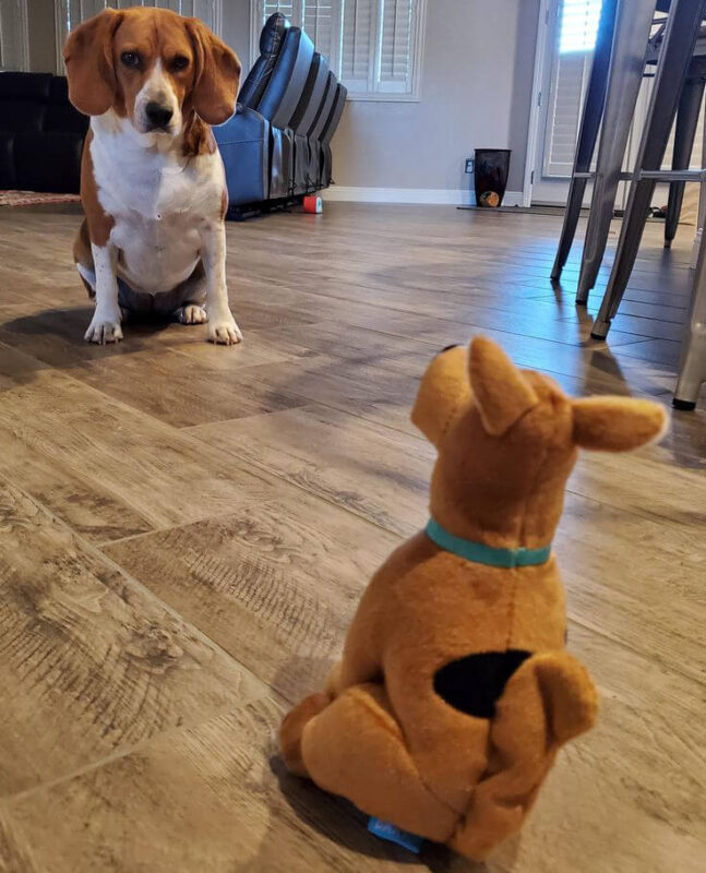 Beagle and scooby doo