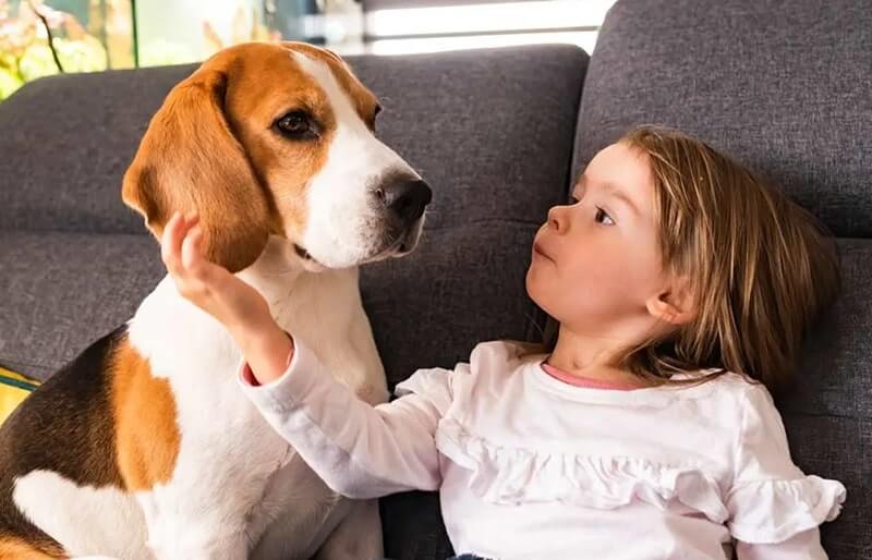 kid and Beagle dog