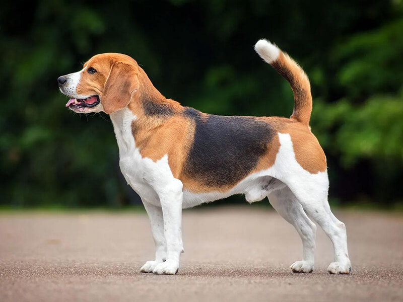 Beagle breed