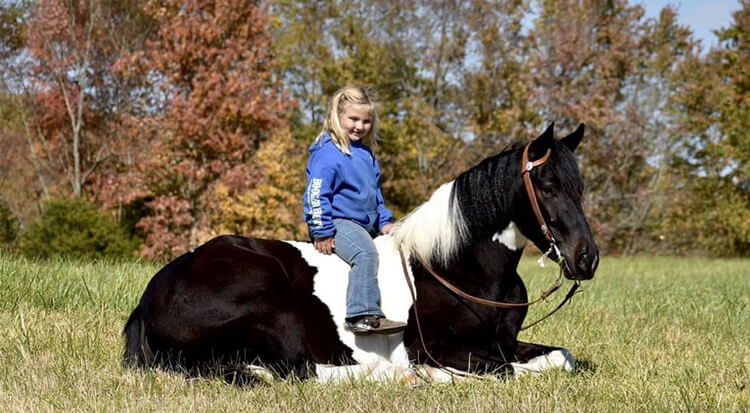 American Paint Horse with kid