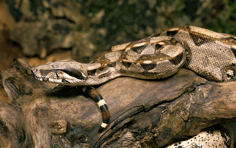 Boa Constrictor in forest