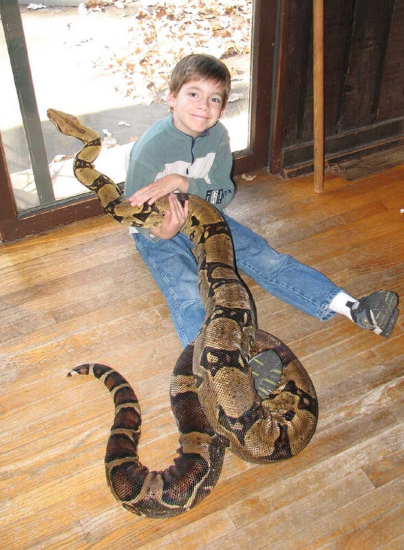 Boa Constrictor at home with kid