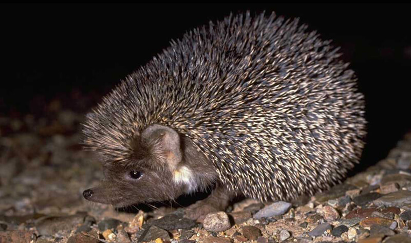 Brandt's Hedgehog in night