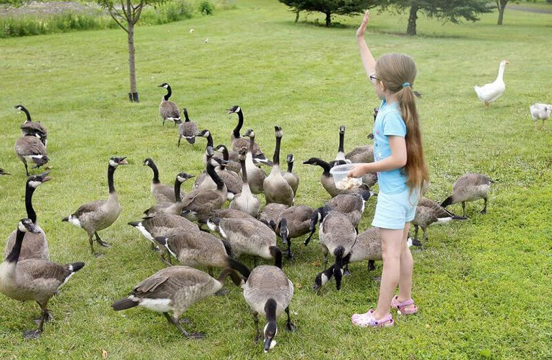 Canada Geese and kid