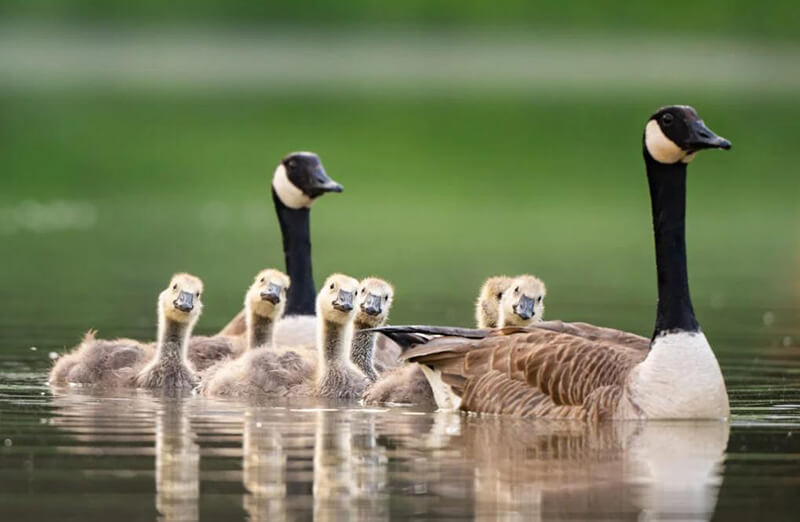 cute Canada Goose family