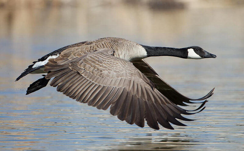 Canada Goose flying