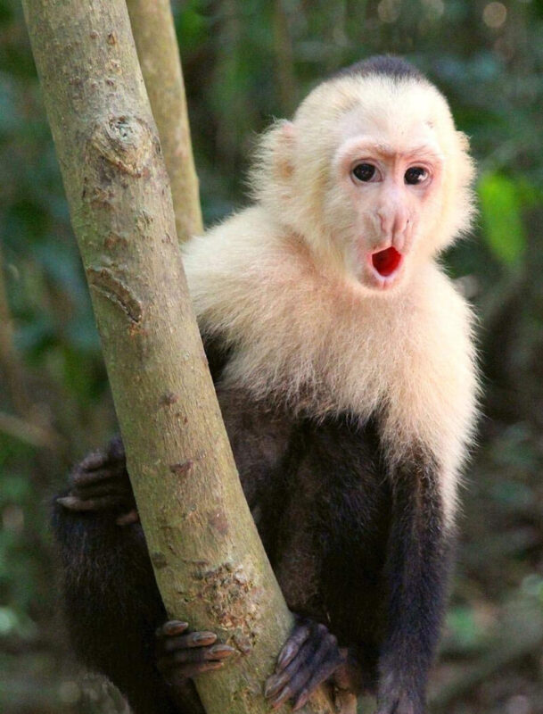 Capuchin Monkey wow