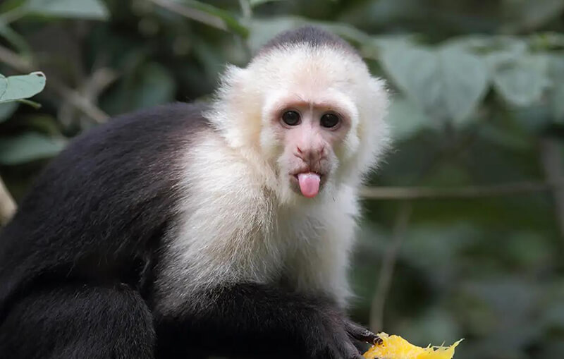 Capuchin Monkey funny