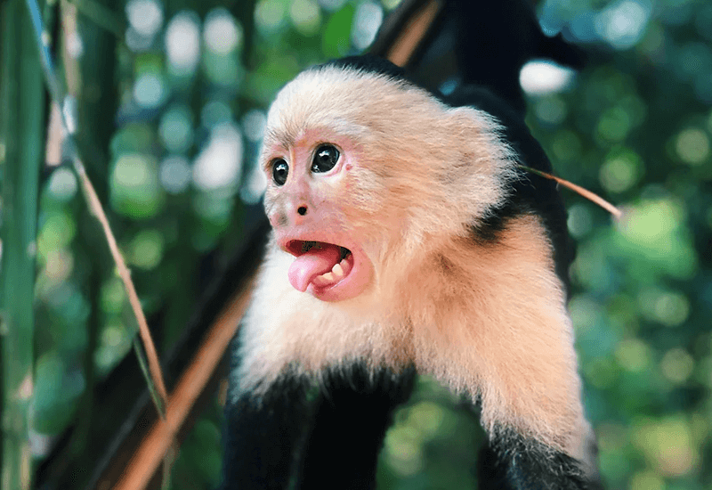 Capuchin Monkey troll face