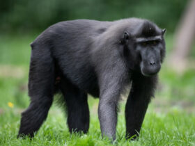 Celebes Crested Macaques