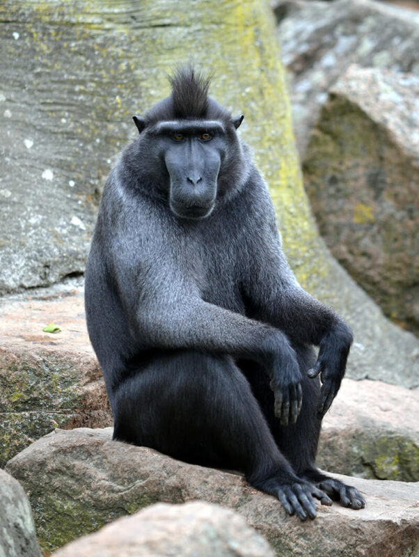 Celebes Crested Macaques