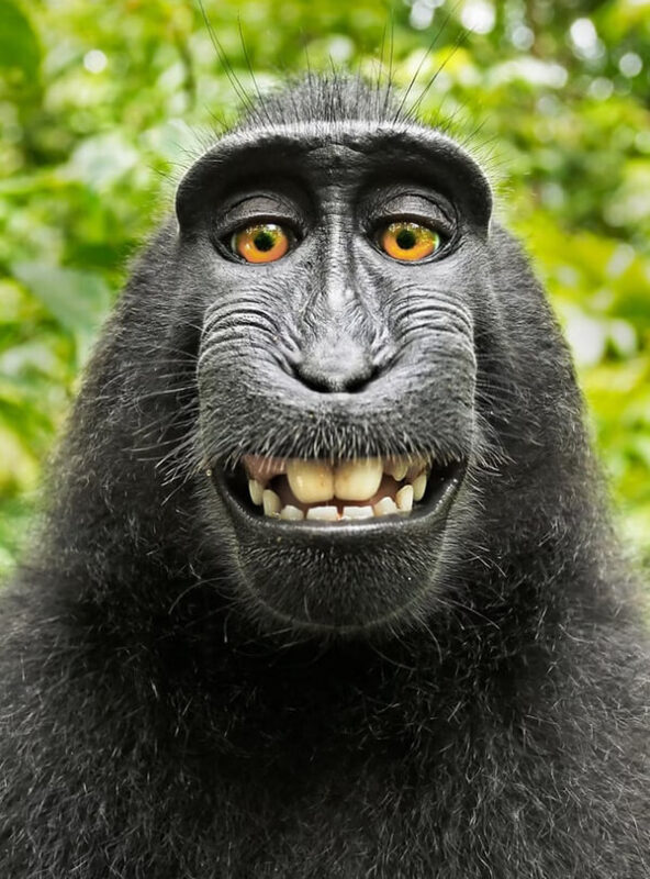 Celebes Crested Macaques funny