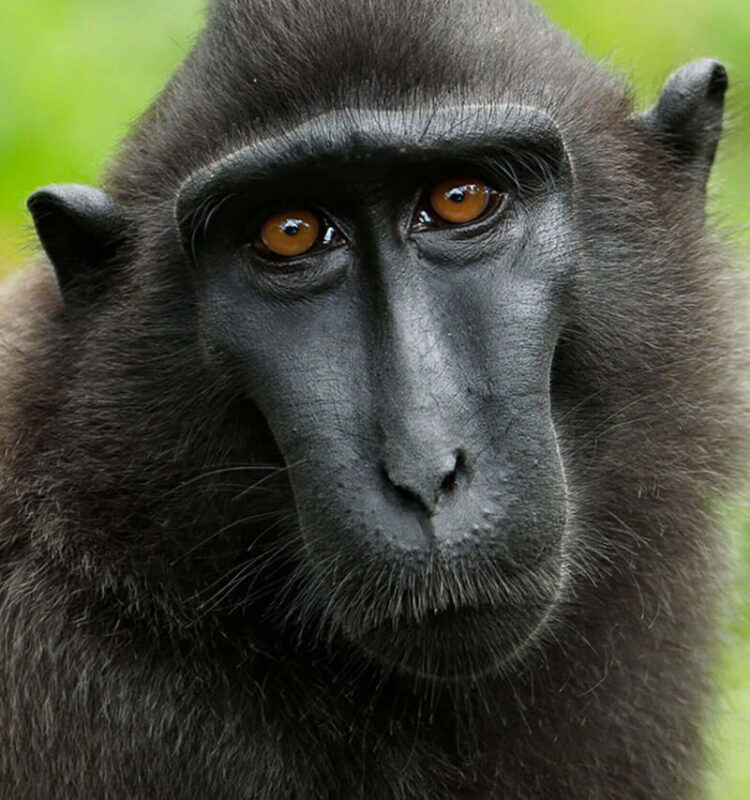 Celebes Crested Macaques face