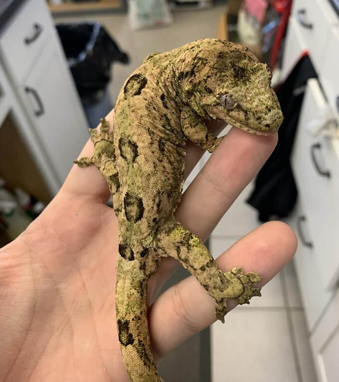 Chahoua Gecko pet