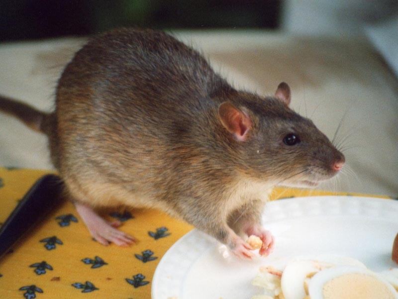 Agouti Rat