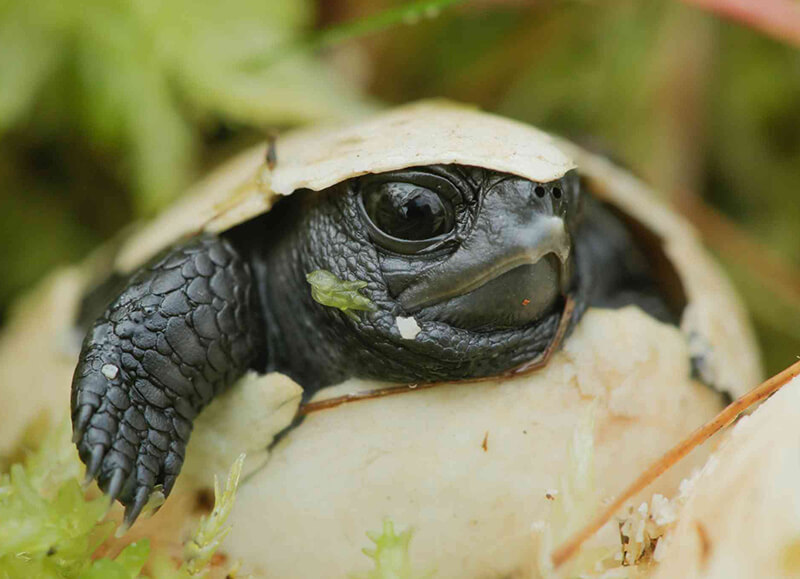 The baby Bog Turtle is hatching from its egg