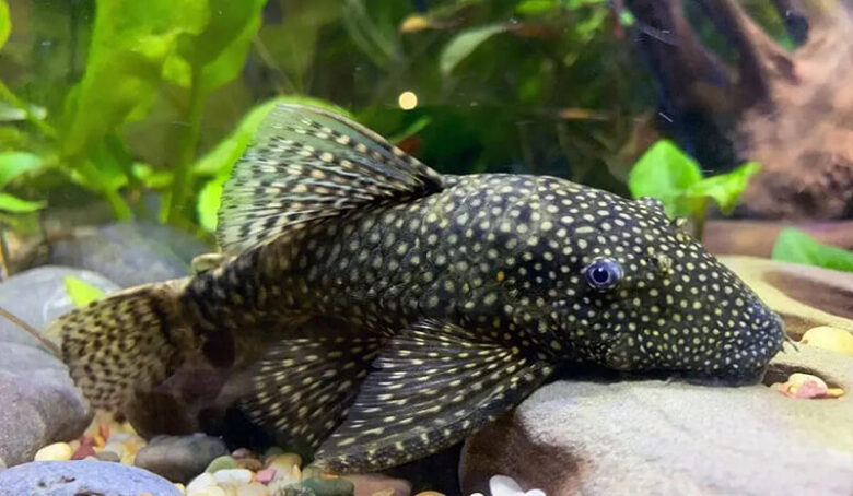 Bristlenose Pleco Species - All About Bristlenose Plecos | Petiki