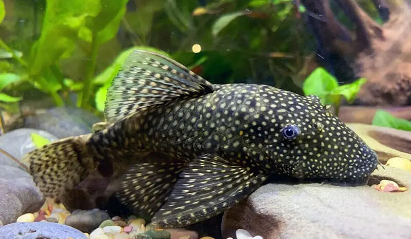 big Bristlenose Pleco fish in aquarium